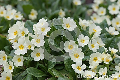 Common primrose Primula vulgaris, pale yellow flowering plants natural habitat Stock Photo